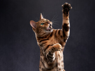 spotted bengal cat on a black background. funny pet playing