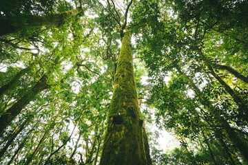 A big tree in the forest at Chiang Mai Thailand