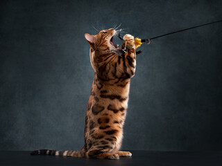 spotted bengal cat on a black background. funny pet playing