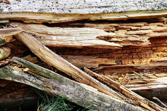 Close up of the splintered wooden inside of a broken tree trunk that has fallen down on green forest grass