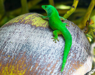Taggecko, Seychelles giant day gecko (Phelsuma sundbergi) on a Coconut, Praslin, Seychelles...