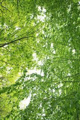 Fototapeta premium The beautiful spring landscape in Fredericia, Denmark