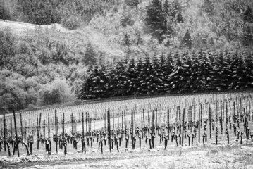 Looking over a winter vineyard in Oregon, fir trees dusted with snow, vineyard rows lining the hillside with posts and wire trellises. 