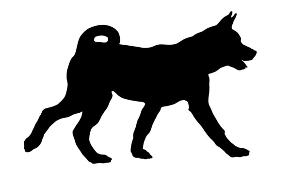 Black dog silhouette. Walking american akita puppy. Pet animals. Isolated on a white background.
