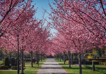 blossom trees
