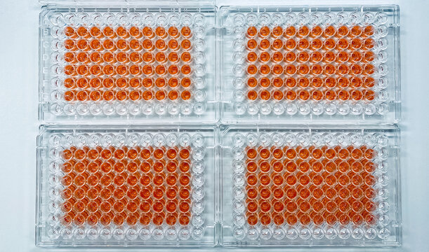 Four 96-well plates with human cancer cells subjected to a gradient of a novel drug molecule in order to asses it’s cytotoxicity by MTT assay