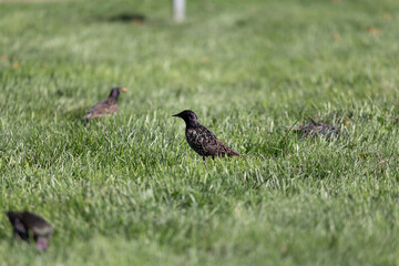 Obraz na płótnie Canvas the starling walks on the grass