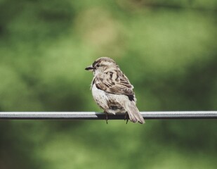sparrow on a fence