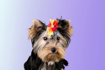 Little cute dog sitting among purple background.  Place for text