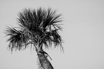 Obraz premium palm tree in black