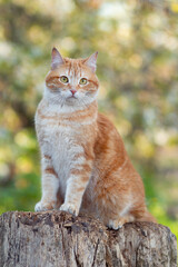 funny playful ginger cat sitting on tree stump in spring garden, pet walking outdoors