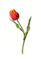 Red-orange tulip flower isolated on white background