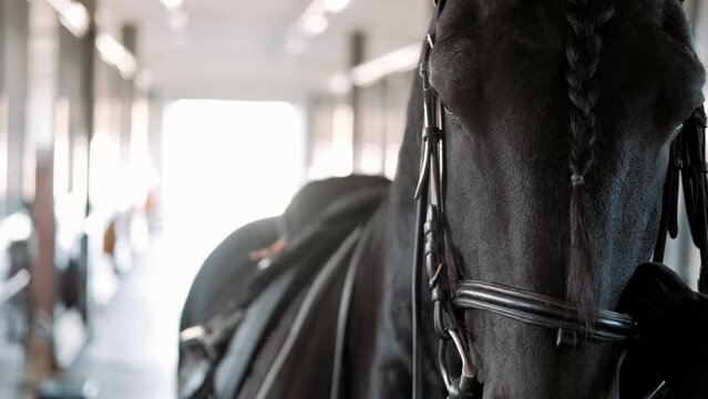 Rider preparing a large,black friesian horse for dressage training. The girl puts the bridle on the horsehorse in the stable. Close-up of the horse's face. The concept of an active lifestyle.