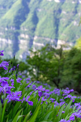 Fototapeta premium Iris tectorum Maxim in the valley