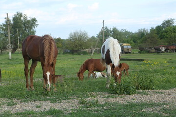 Wild horses in the pasture