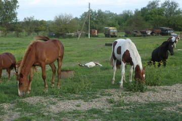 Obraz na płótnie Canvas Wild horses in the pasture 