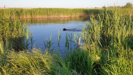 Summer landscape overlooking an artificial pond