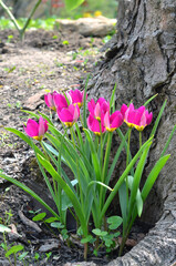 Purple dwarf tulips Tulipa Humilus Odalisque bloom in a spring  garden . Gardening and  cultivated...