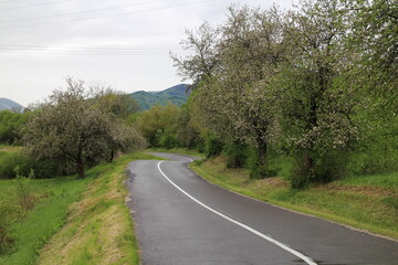 Fototapeta na wymiar Blooming trees on road from Sucany to Turcianska Staivnicka, central Slovakia