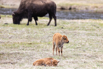 Nature and wildlife in Yellowstone Spring 2022 © Sawitree