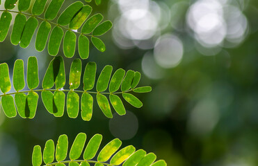 River tamarind (Leucaena leucocephala) green leaves with bokeh background