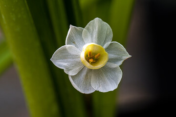 Fototapeta premium Flower of Paperwhite (Narcissus papyraceus) Plant