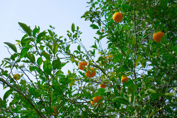 木にみのるオレンジ色の果実