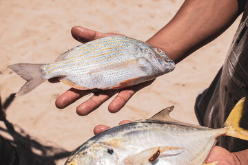 Manos de hombre sosteniendo peces recién pescados.