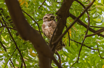 Spotted Owl in eye contact