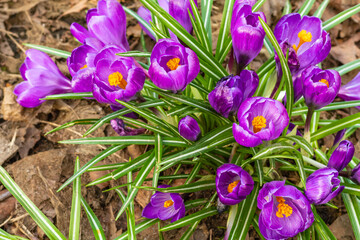 Beautiful crocuses Crocus vernus at spring. Soft focus