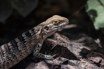 Ornate Tree Lizard (Urosaurus ornatus) Sunning Up Close