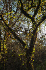 Trees with vines typical of the high mountain forest of the sierra in michoacan illuminated