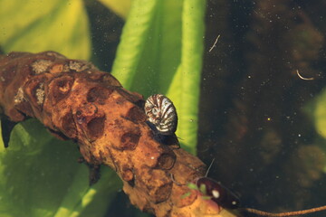 water snail on a leaf