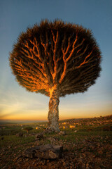 Dragon Blood Tree at Diksam Plateau in Socotra, Yemen, taken in November 2021