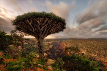 Foto op Plexiglas Dragon Blood Tree at Diksam Plateau in Socotra, Yemen, taken in November 2021 © Lukas