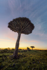 Dragon Blood Tree at Diksam Plateau in Socotra, Yemen, taken in November 2021