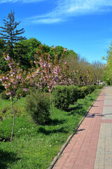 Alley of blossoming sakura trees in the city garden.