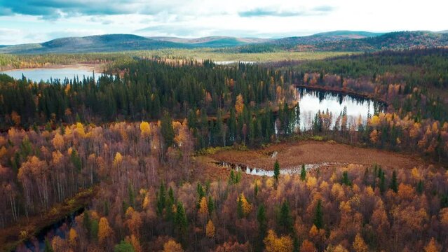 Aerial view of the forest and river in Kola Peninsula in Russia. Flight over the river of Lotta in arctic area during autumn sunny day