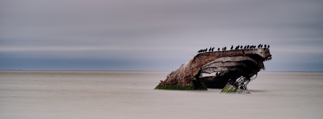 The rear section of the SS Atlantus which sunk just off the coast of Cape May NJ sits in the calm waters covered in comorant birds in a panoramic image