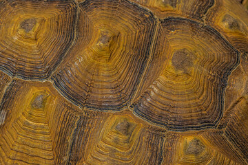 background close up of a turtle shell