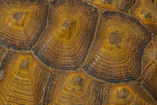 background close up of a turtle shell
