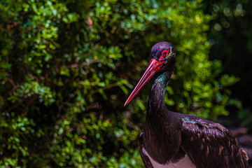 black stork ciconia portrait close up