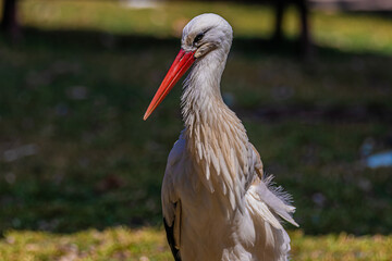 white stork ciconia portrait close up