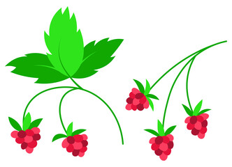 Raspberry pink berry flat isolated illustration