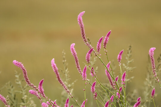 Purple Cat's Tail (Hermbstaedtia fleckii) in the Kgalagadi, South Africa