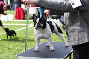 Acrylic prints French bulldog Exhibition of purebred dogs. French Bulldog. Spring 2022 Poland. Wystawa psów rasowych. Buldog francuski. Wiosna 2022 Polska.