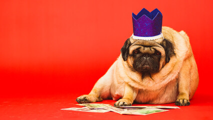 Cute dog with crown on head sitting with dollar bills. Business pug with blue crown and money on...