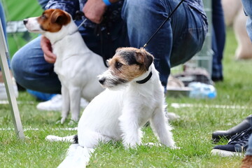 Exhibition of purebred dogs. Wirehaired Jack Russell Terrier.
Wystawa psów rasowych. Jack Russell...