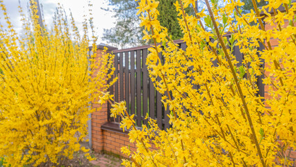 Large bush of yellow flowers of Forsythia plant also known as Easter tree. Forsythia. Blooming forsythia bush. Golden bell.