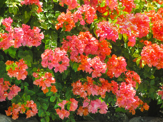The flowers of the Bougainvillea plant (Latin Bougainvillea) are bright pink against a background of bright greenery on a bright sunny day. Flora is the nature of the plant.